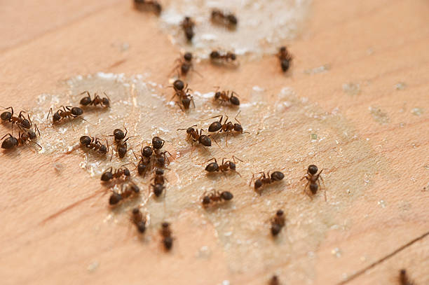 Best Pest Control for Businesses  in Euless, TX